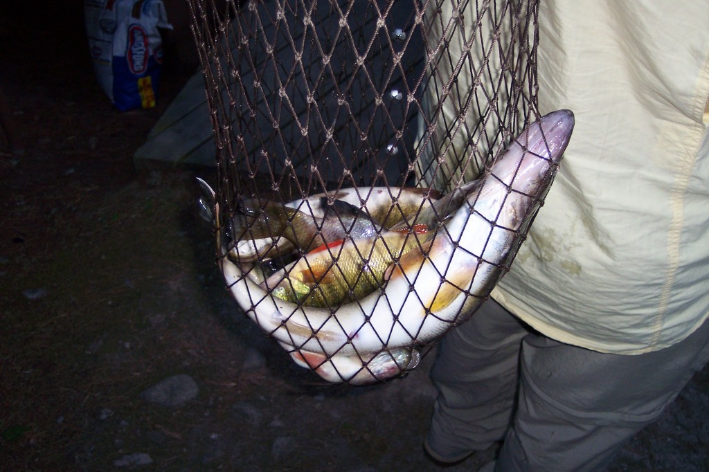 fish